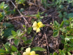 Mecardonia vandellioides