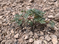 Astragalus nyensis