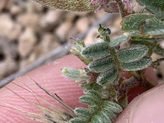Astragalus nyensis