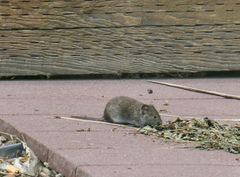Microtus longicaudus