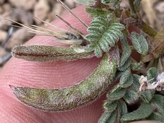 Astragalus nyensis