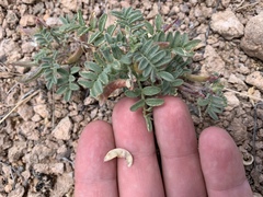Astragalus nyensis