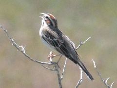 Chondestes grammacus strigatus