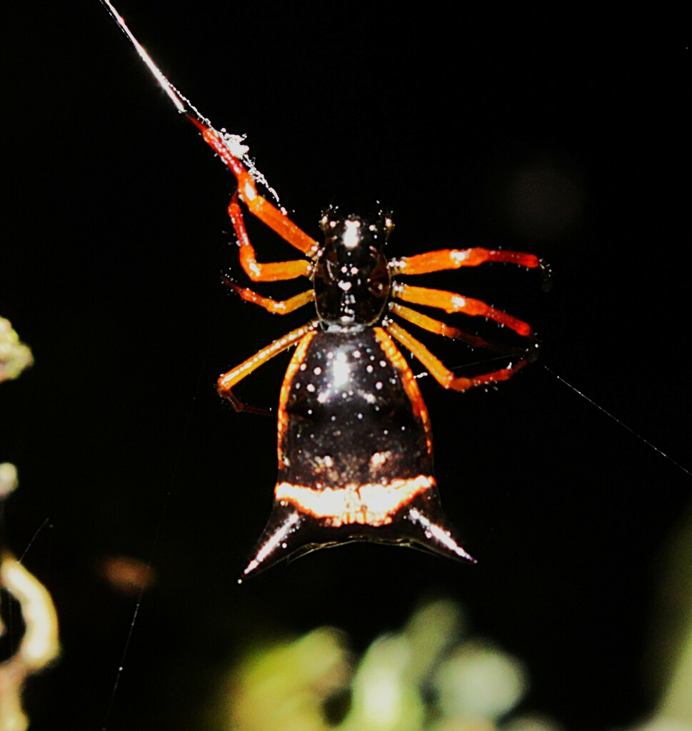 Micrathena Spiders from Santuario de Flora Isla de La Corota, Pasto ...