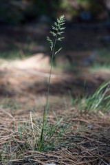 Poa secunda