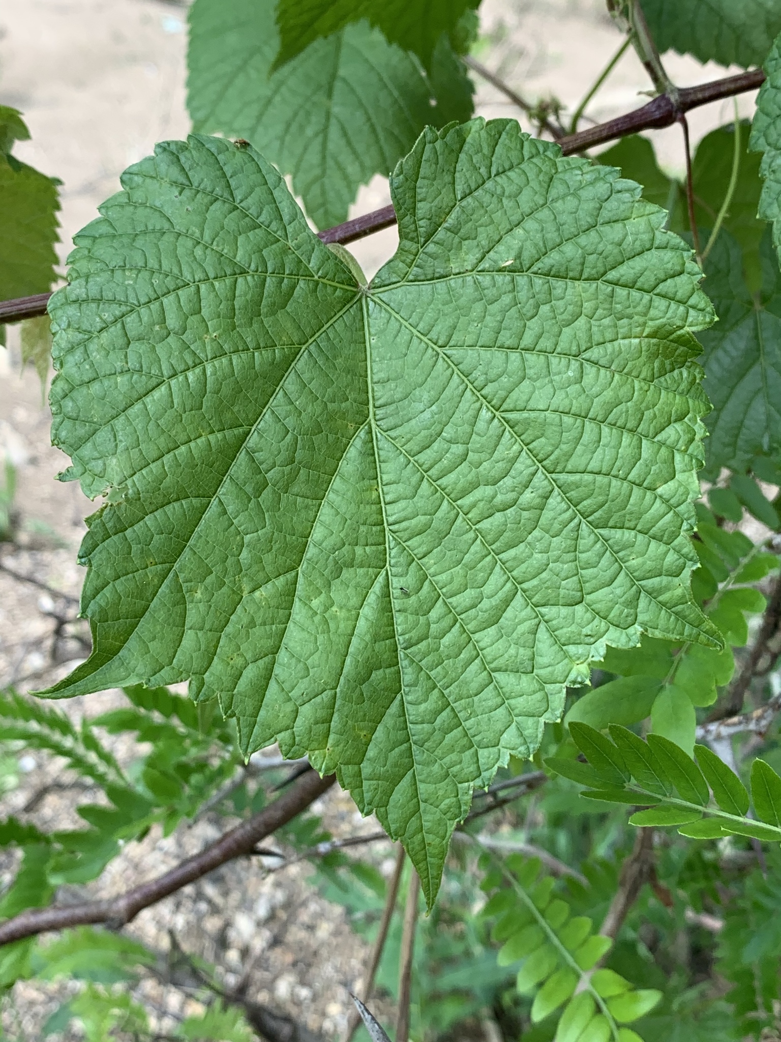 Vitis cinerea var. baileyana