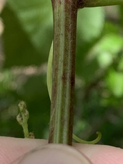 Vitis cinerea baileyana