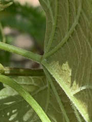 Vitis cinerea baileyana