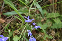 Lobelia sublibera