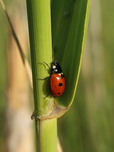 Coccinelle à onze points