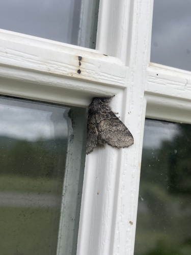 Common Gluphisia Moth photo 6