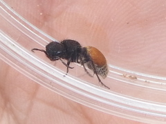 Pseudomethoca brazoria