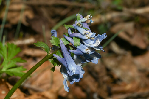 Corydalis linjiangensis