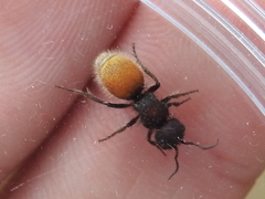 Pseudomethoca brazoria