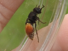 Pseudomethoca brazoria