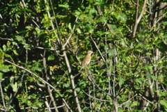 Chondestes grammacus strigatus