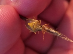Oebalus