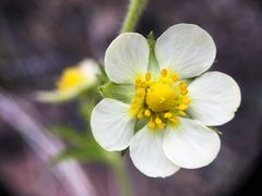 Drymocallis convallaria