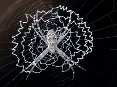 Argiope mascordi
