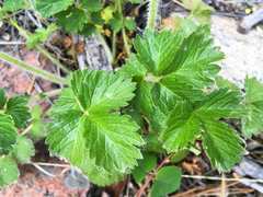 Drymocallis convallaria