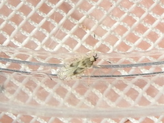 Gargaphia iridescens