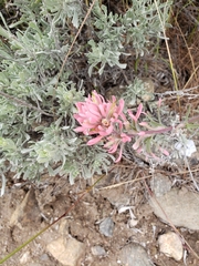 Castilleja angustifolia