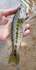 Micropterus coosae