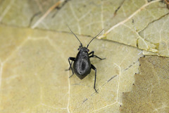 Euryopicoris nitidus
