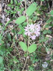 Lophioprason