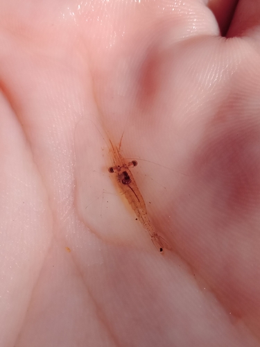 American grass shrimp