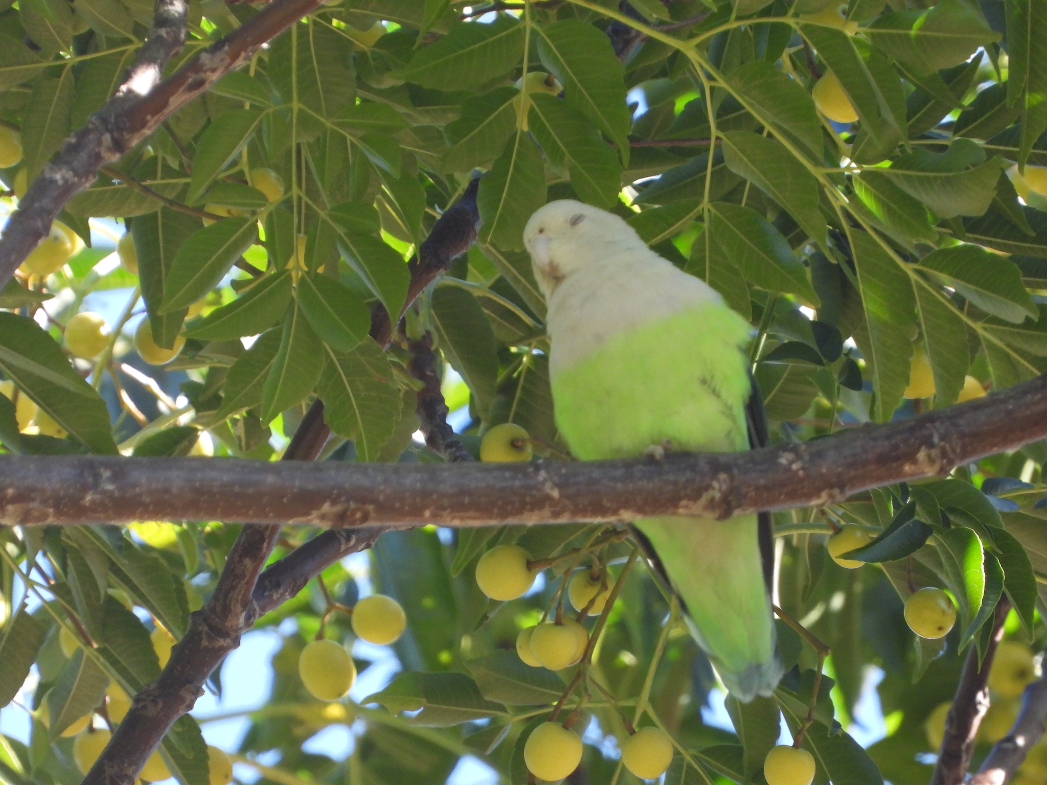 Grey-headed Lovebird (Agapornis canus), photo 10