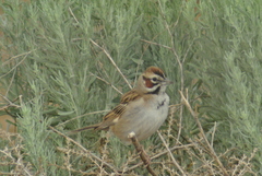 Chondestes grammacus strigatus