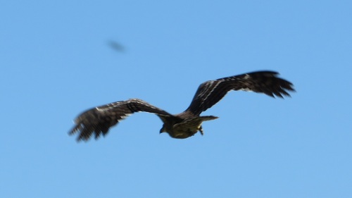 Madagascar Harrier-Hawk (Polyboroides radiatus)