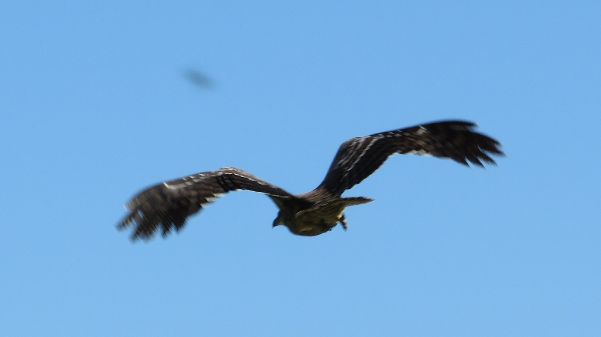 Madagascar Harrier-Hawk (Polyboroides radiatus), photo 1