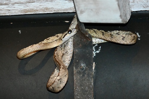 Sri Lanka Cat Snake