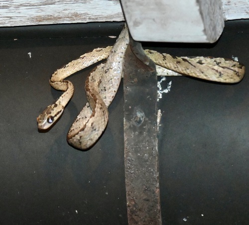 Sri Lanka Cat Snake