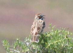 Chondestes grammacus strigatus