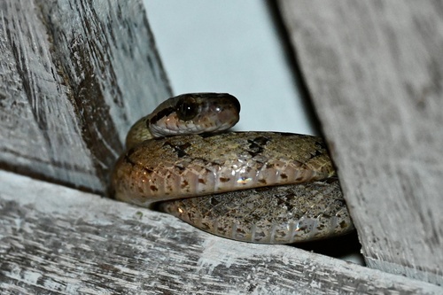 Sri Lanka Cat Snake