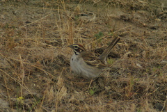 Chondestes grammacus strigatus