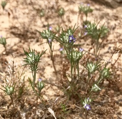 Eriastrum filifolium