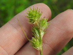 Carex tetrastachya