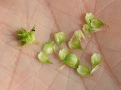 Carex tetrastachya