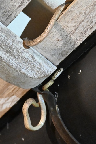 Sri Lanka Cat Snake