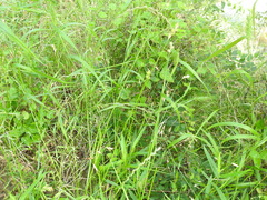 Carex tetrastachya