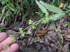 Urtica chamaedryoides