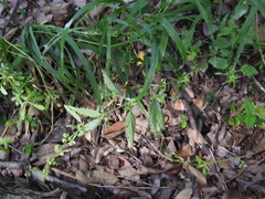 Urtica chamaedryoides