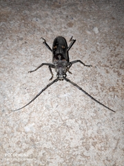 Susuacanga stigmatica