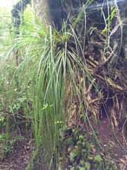 Fascicularia bicolor