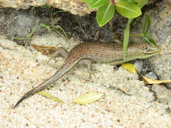 Dasia olivacea