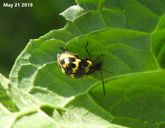 Gallerucida bifasciata